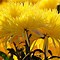 Image result for Fall Flowers Desktop Wallpaper