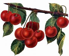 Image result for Cherry Art