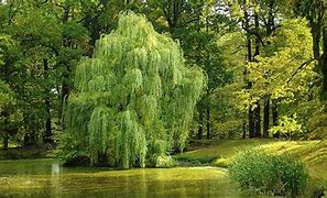 Image result for Willow Tree Branch