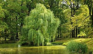 Image result for Willow Tree Branch