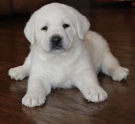 Image result for Cute Lab Puppy Coloring Pages