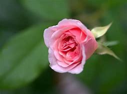 Image result for Baby Rose Tree