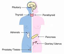 Image result for Endocrine System Unlabeled