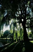 Image result for Tall Sunny Willow Tree