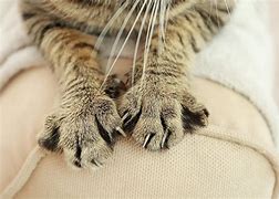 Image result for Scratching Post for Declawed Cat