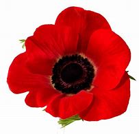 Image result for Anzac Day Poppies