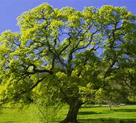 Image result for Oak Tree Sapling in the Woods