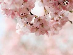 Image result for Cherry Blossom Flower Background