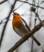 Image result for Bird Perched On a Branch