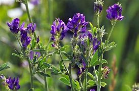 Image result for Alfalfa for Plants