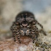 Image result for Female Jumping Spider