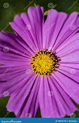 Image result for Stigma Flower Part