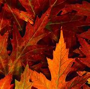 Image result for Fall Leaves Desktop Background Lake