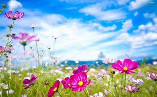 Image result for Bright Colorful Flowers Background