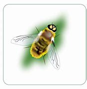 Image result for Fat Bee Clip Art