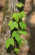 Image result for Poison Ivy Vine Growing Up a Tree