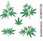 Image result for Weed Leaf Clip Art