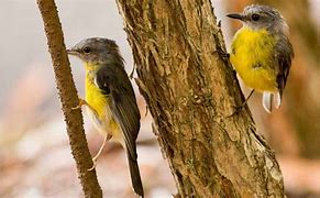 Image result for Eastern Yellow Robin