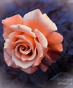 Image result for Pale Coral Rose