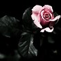 Image result for Cool Red Rose Wallpapers