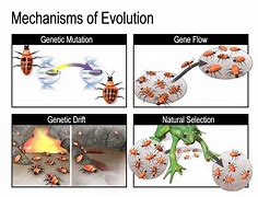 Image result for Natural Selection and Mutation