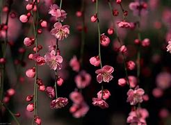 Image result for Bing Desktop Wallpaper Flowers