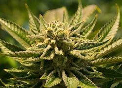 Image result for Weed Bud Coloring Pages