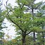 Image result for White Oak Tree Trunk