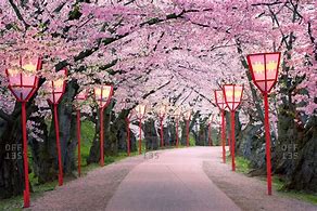 Image result for Cherry Blossom Road Japan