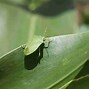 Image result for Bookmns Leaf Bug On Leaf Vynl Sticker