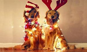 Image result for Xmas Dog