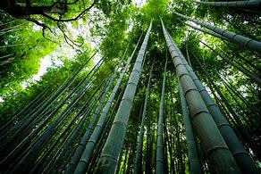 Image result for Giant Bamboo Tree