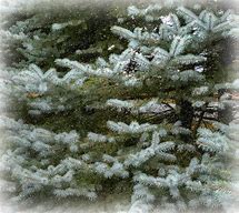 Image result for Pine Tree Texture PBR