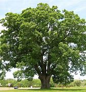 Image result for white oak tree planting