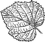 Image result for Leaf Shape Clip Art