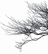 Image result for Vector Tree Branch Coloring