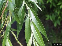 Image result for Black Willow Tree