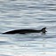 Image result for Minke Whale UK