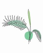 Image result for Areca Leaf Drawing