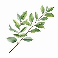 Image result for Branch Illustration