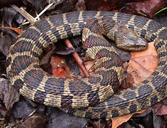 Image result for Northeast Snakes