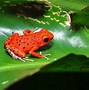 Image result for Amphibian Disney