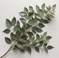 Image result for Olive Branches Designs