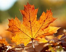 Image result for autumn leaves nature wallpaper