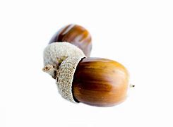 Image result for Acorn Template No Background