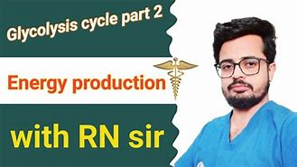 Image result for Glycolysis and Citric Acid Cycle