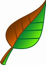 Image result for Simple Cartoon Leaf