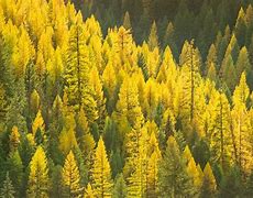 Image result for Black Tree Bright Colors