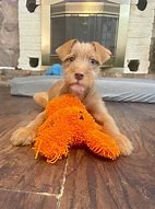 Image result for Australian Cattle Dog Pit Bull Terrier Mix