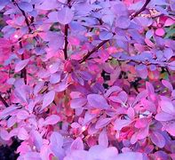 Image result for Amazing Autumn Leaves